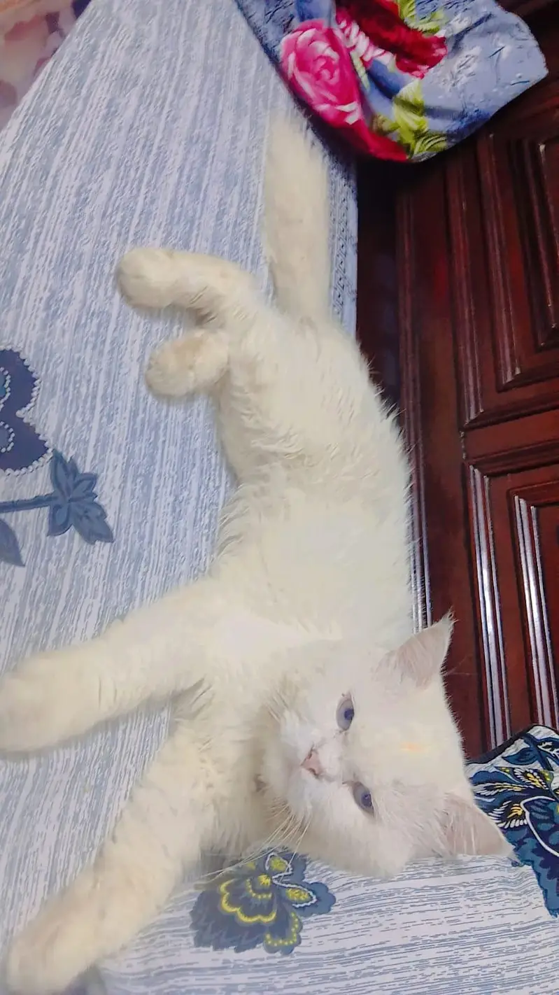 pur persian cats male and female very beautiful paire — photo 9