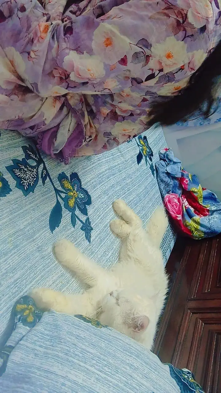 pur persian cats male and female very beautiful paire — photo 10