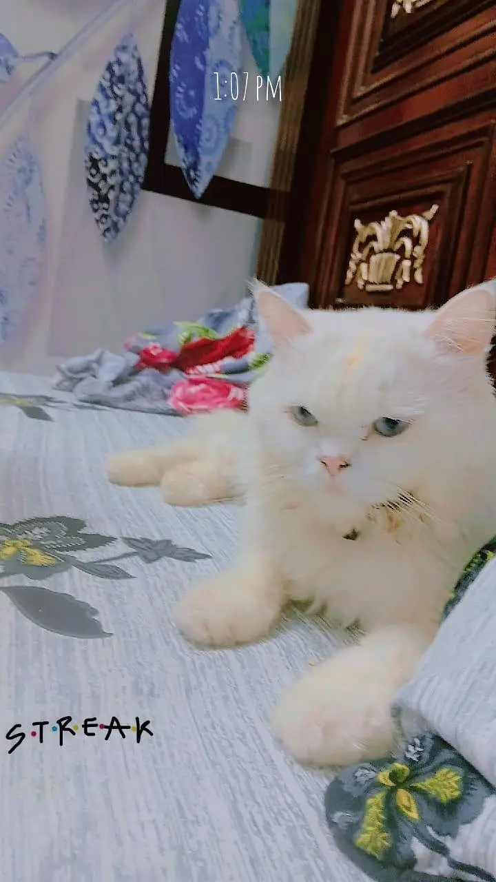 pur persian cats male and female very beautiful paire — photo 11