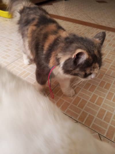 Persian Pair Available