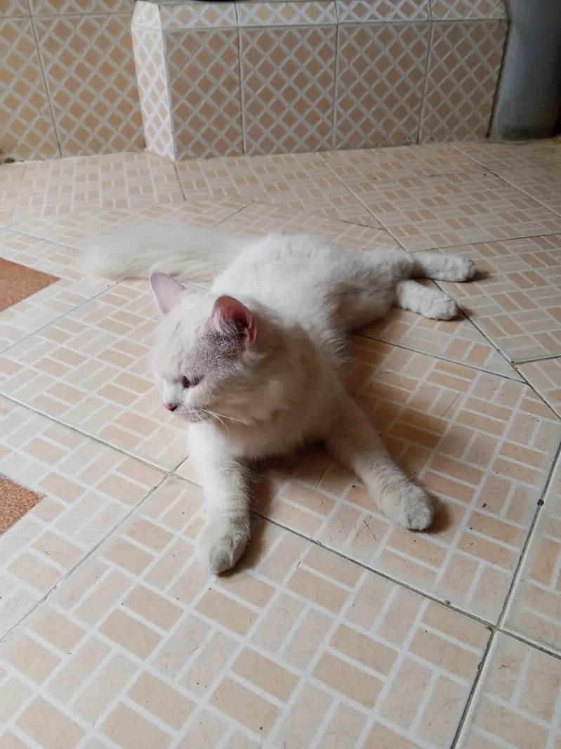 Persian Pair Available — photo 4