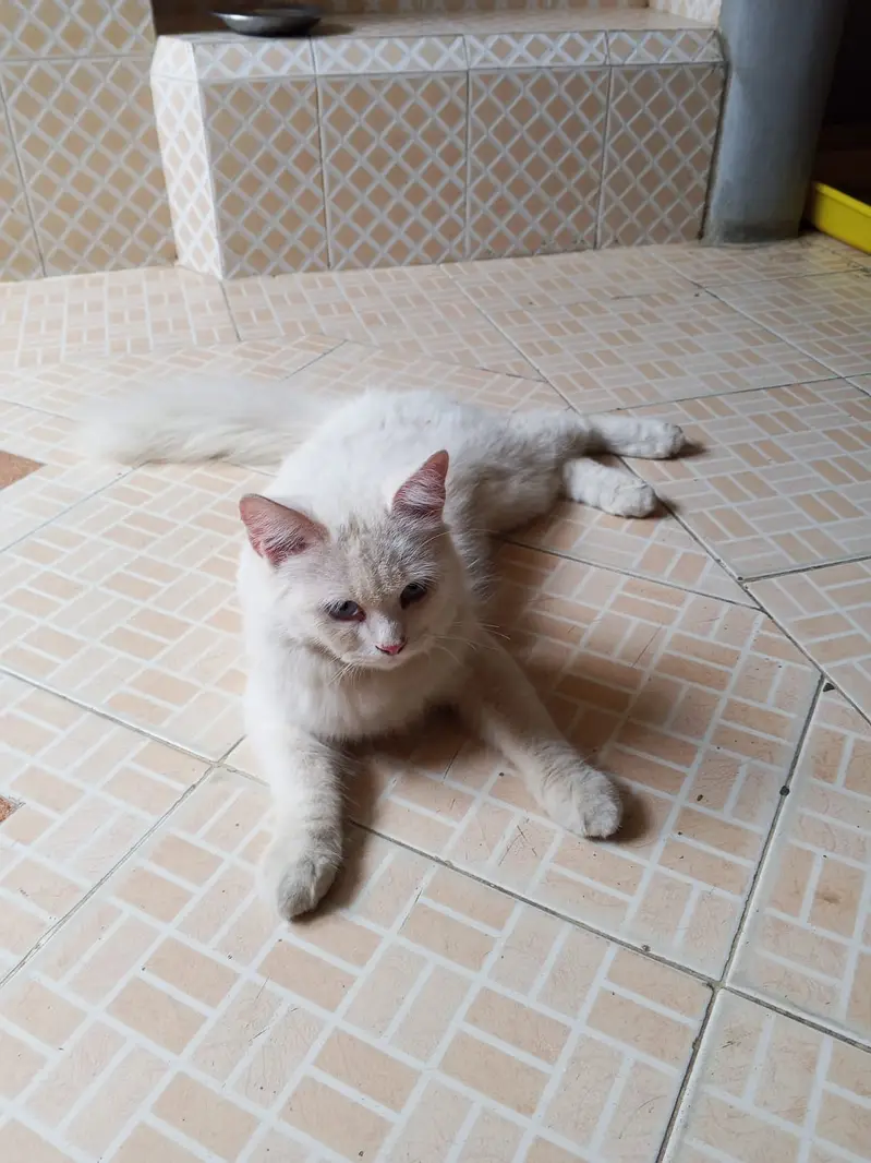 Persian Pair Available — photo 5
