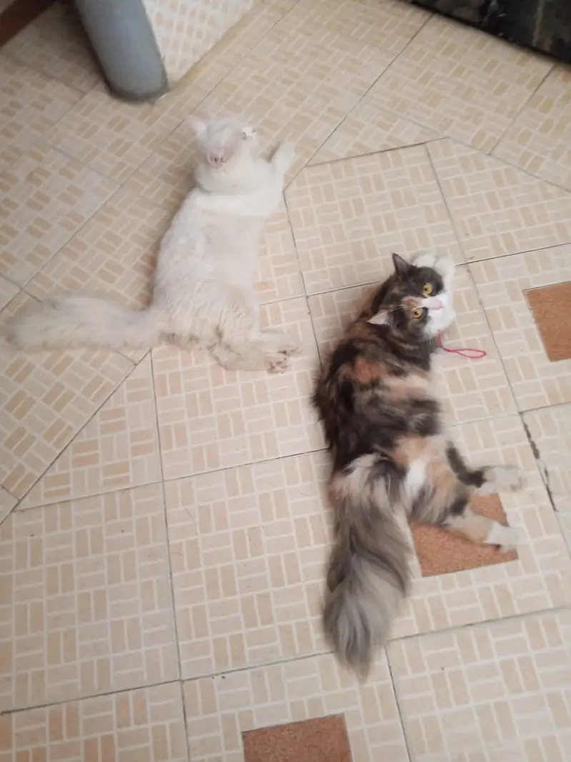 Persian Pair Available — photo 7