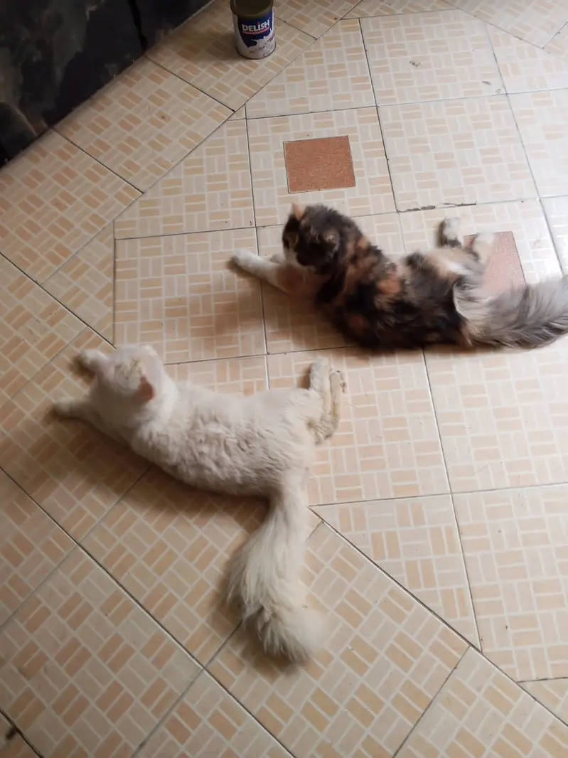 Persian Pair Available — photo 8