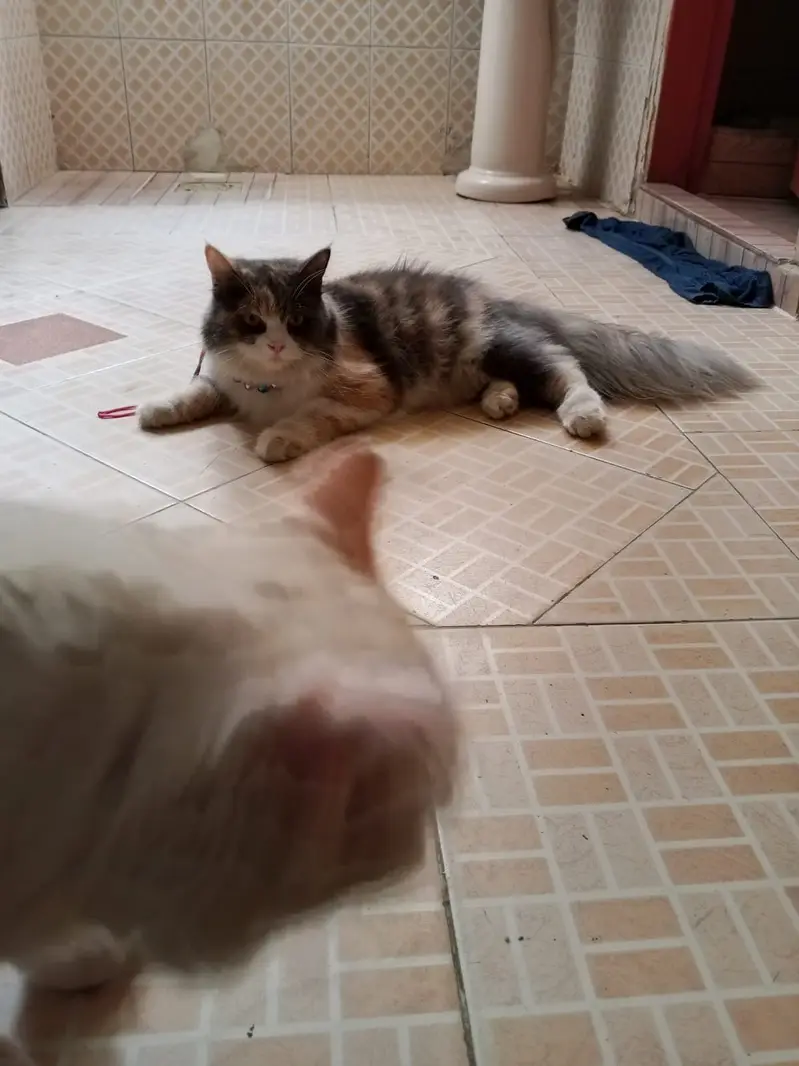 Persian Pair Available — photo 10