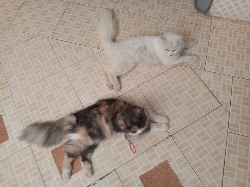 Persian Pair Available — photo 11