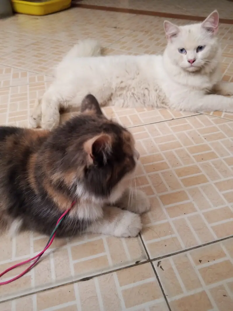 Persian Pair Available — photo 12