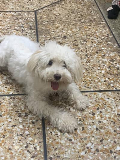 Maltese Pair Available for Loving Home