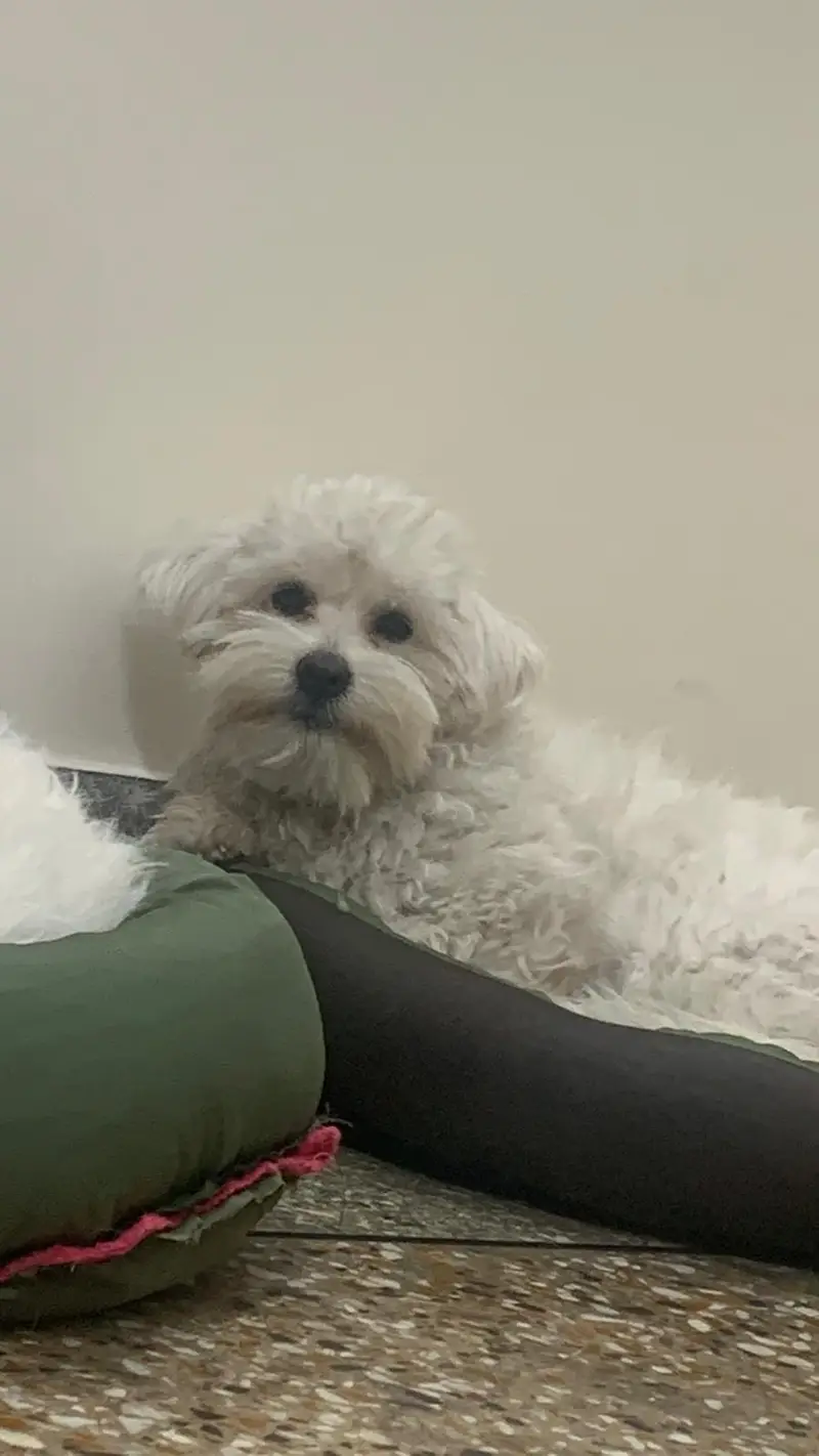 Maltese Pair Available for Loving Home — photo 2