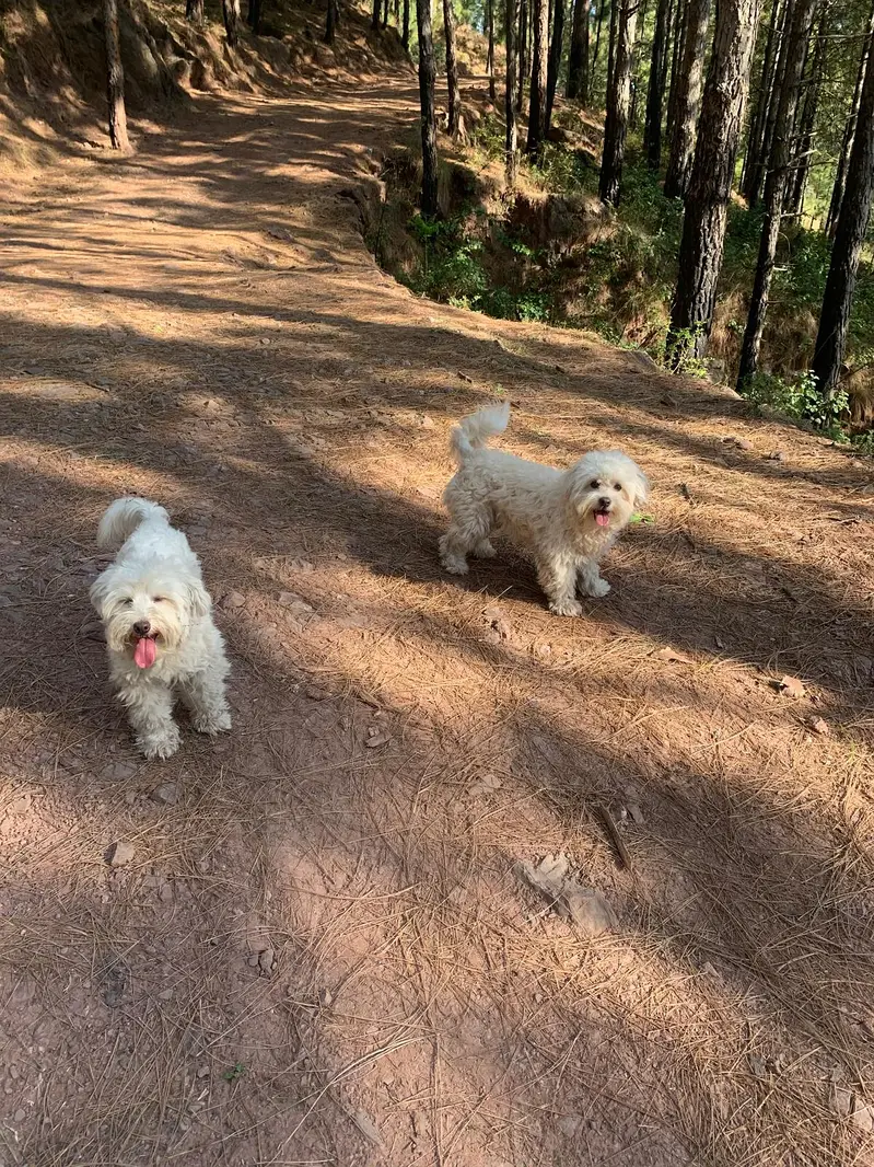 Maltese Pair Available for Loving Home — photo 3