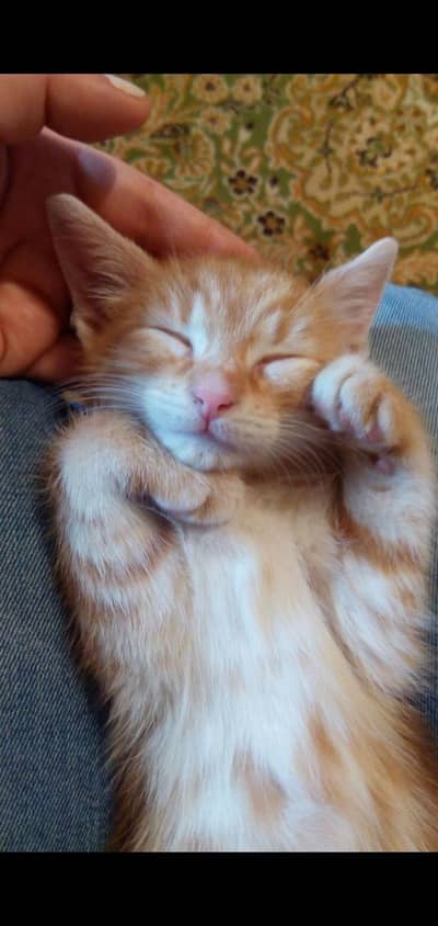 my kitten need a ne