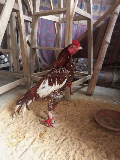 Mianwaali Aseel Murgha for sale