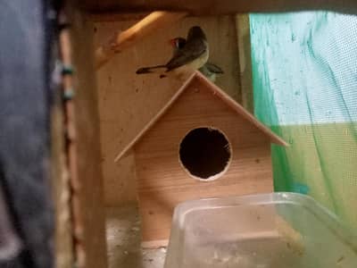 finch for sale only