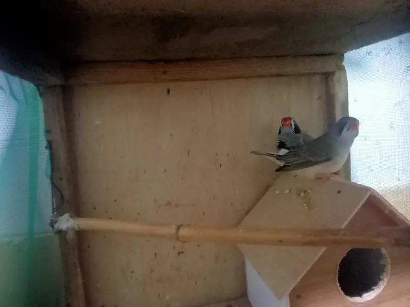 finch for sale only — photo 2