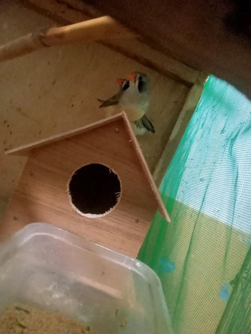 finch for sale only — photo 3