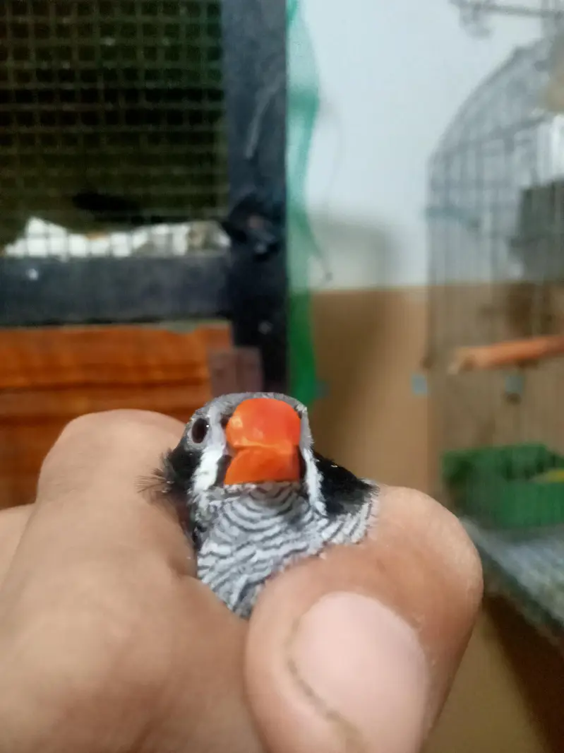 finch for sale only — photo 4
