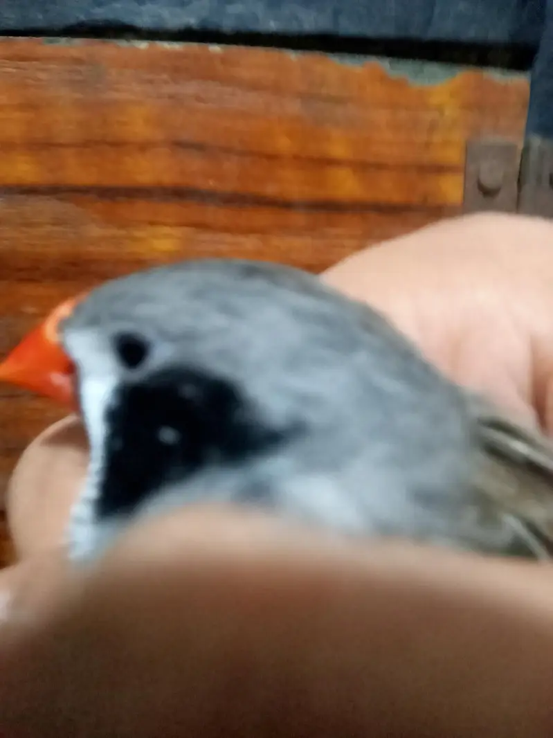 finch for sale only — photo 5