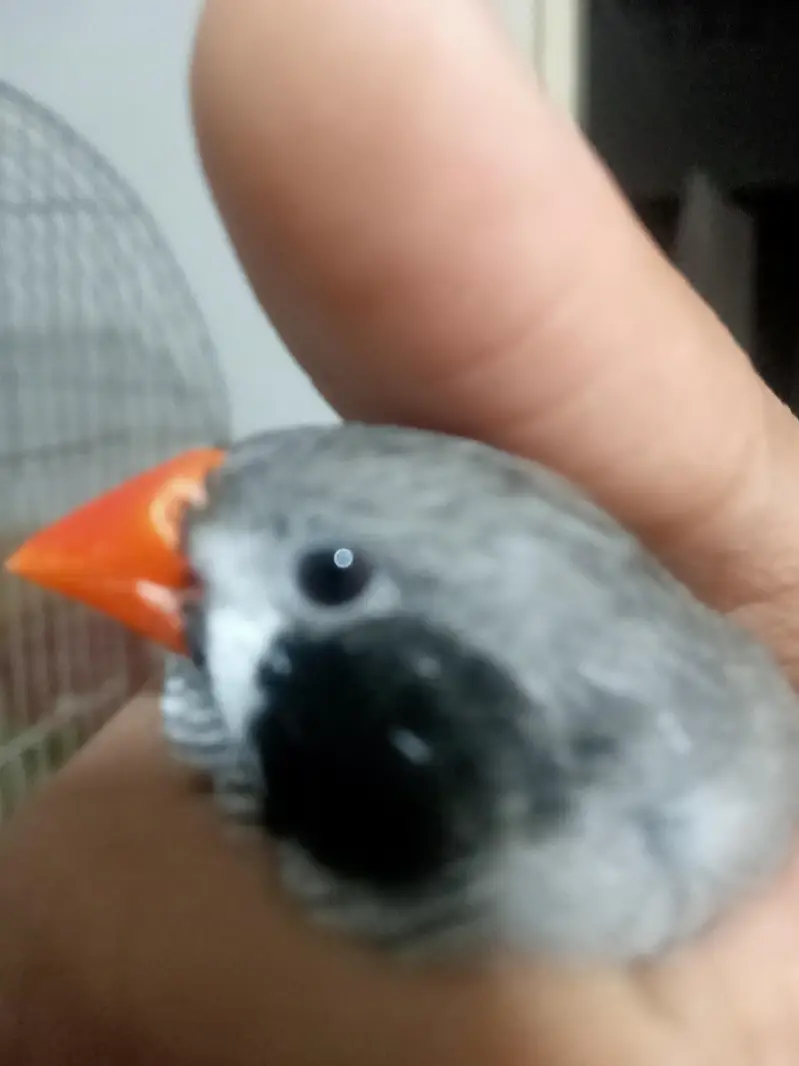 finch for sale only — photo 6