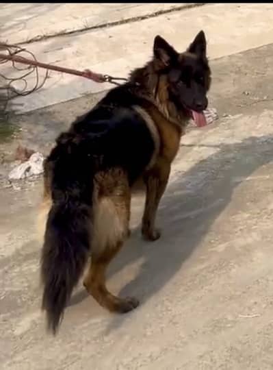 Pink pedigree Long coat female for sale