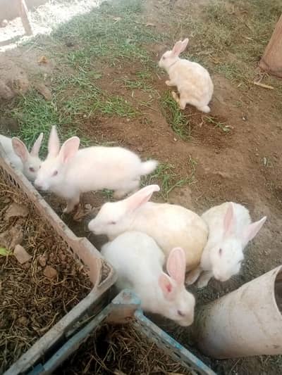 male female rabbit dono mojod hai wtsp 03025158419