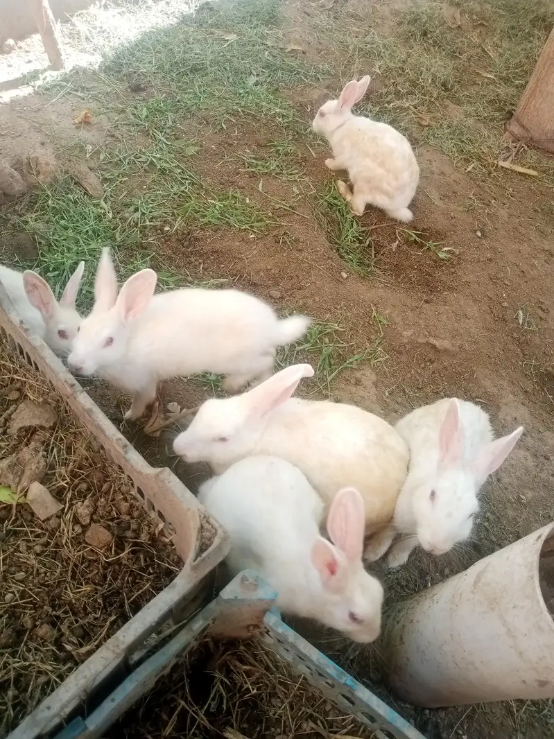 male female rabbit dono mojod hai wtsp 03025158419
