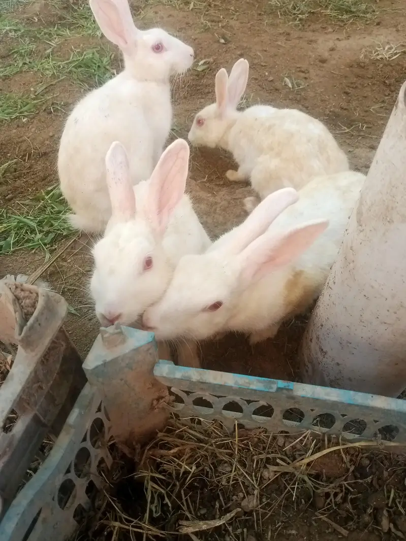 male female rabbit dono mojod hai wtsp 03025158419 — photo 3