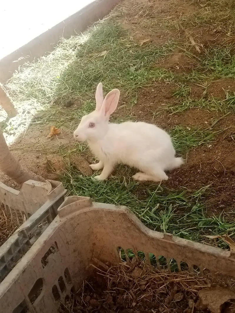 male female rabbit dono mojod hai wtsp 03025158419 — photo 5