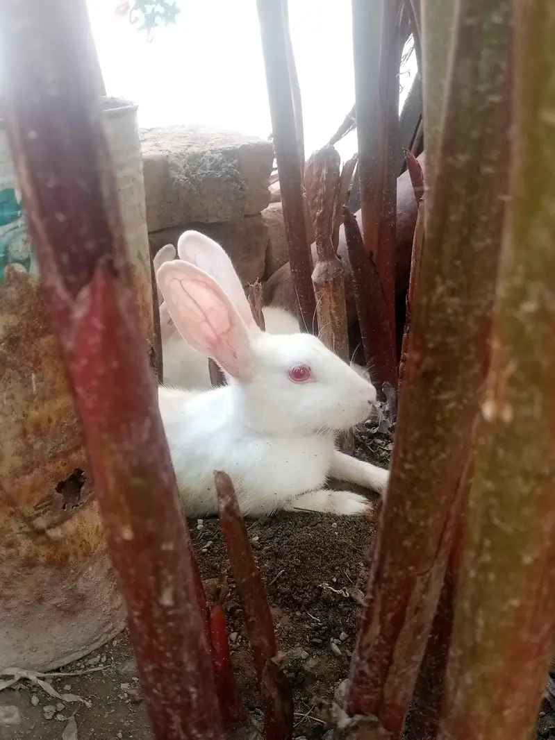 male female rabbit dono mojod hai wtsp 03025158419 — photo 6