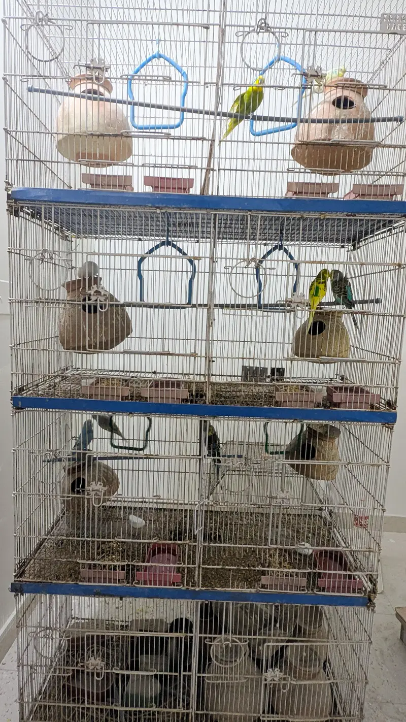 Complete Bird Cage Setup Available  — photo 2