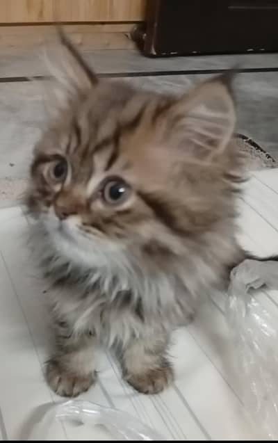 Persian triple coated Kittens (Hayatabad Ph-1)
