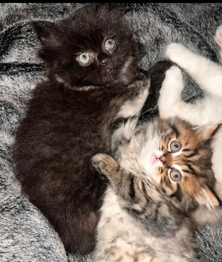Persian triple coated Kittens (Hayatabad Ph-1) — photo 2
