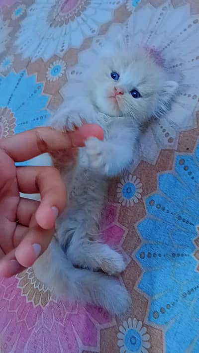 pershion kittens semi punch face