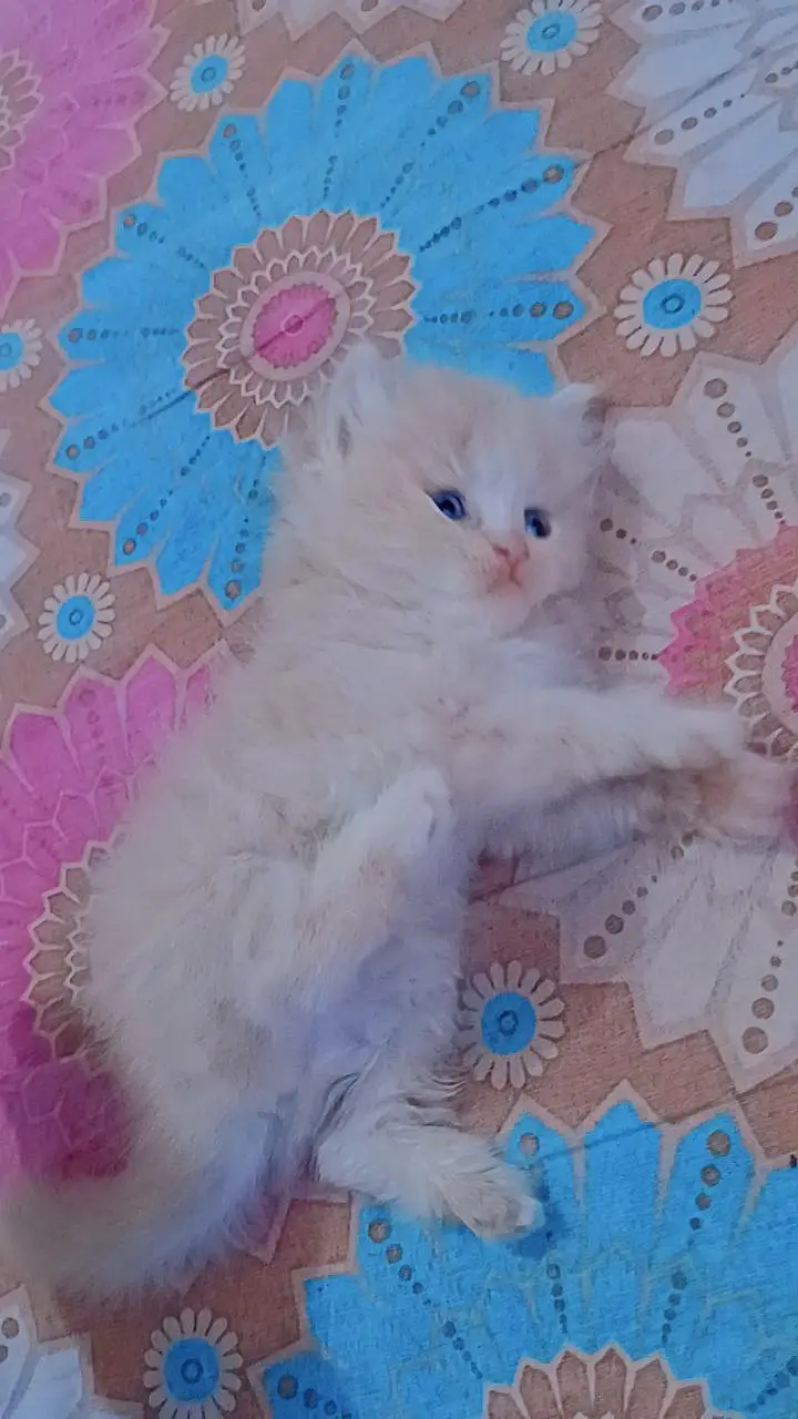 pershion kittens semi punch face — photo 2