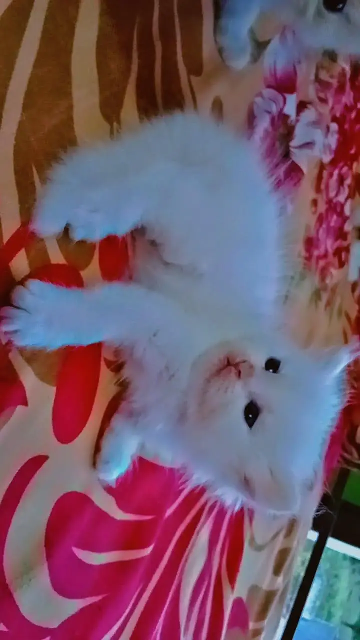 pershion kittens semi punch face — photo 4