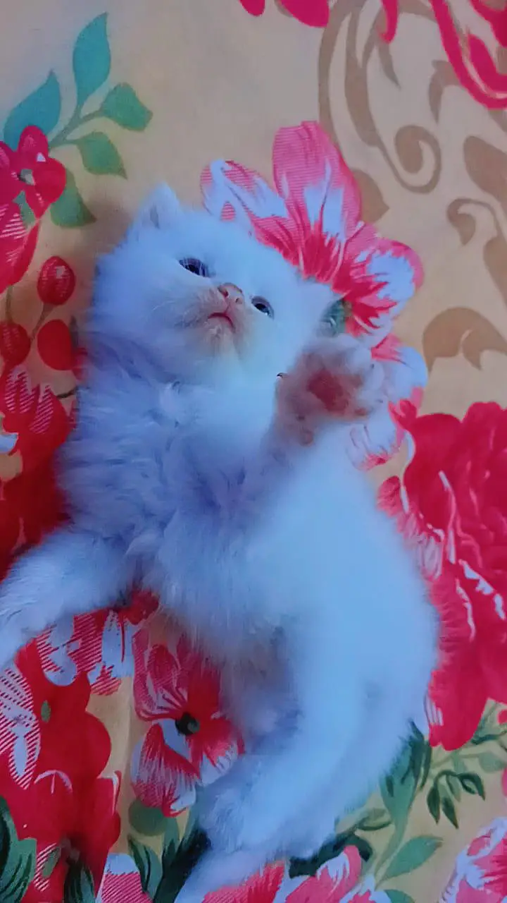 pershion kittens semi punch face — photo 5