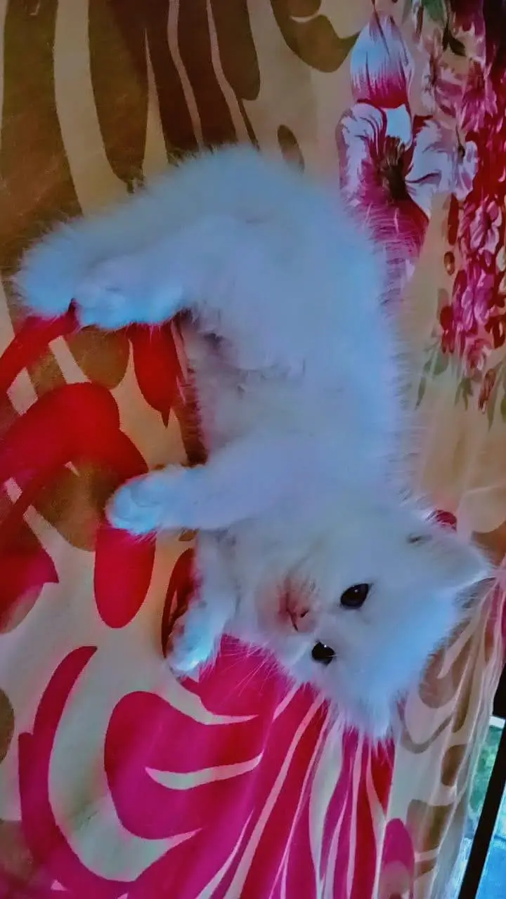 pershion kittens semi punch face — photo 6