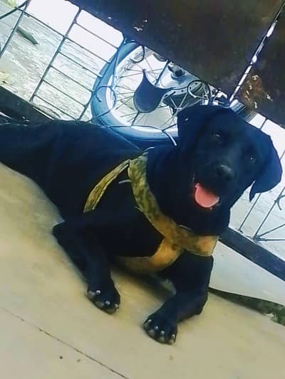 7.5 month female active Get black colour