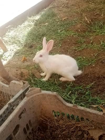 male female rabbit wtsp 03025158419