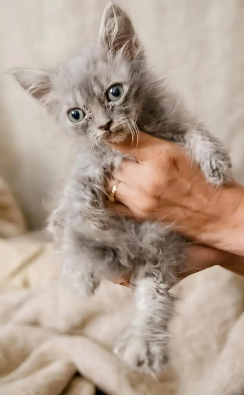 grey tripel coated kitten 03006108898 — photo 2