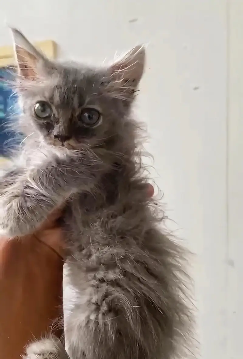 grey tripel coated kitten 03006108898 — photo 3