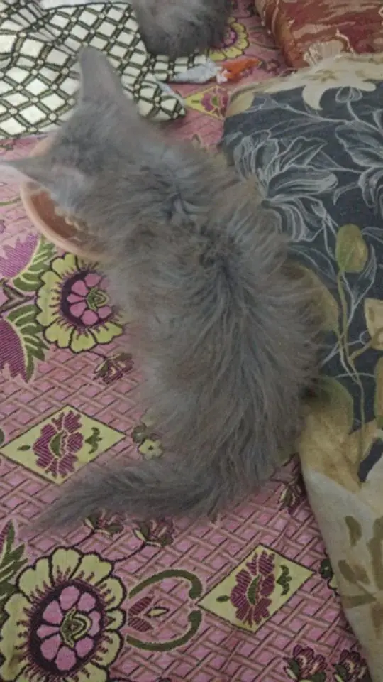grey tripel coated kitten 03006108898 — photo 4