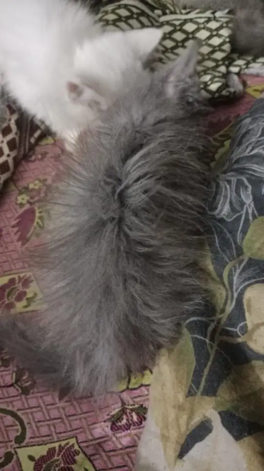 grey tripel coated kitten 03006108898 — photo 5