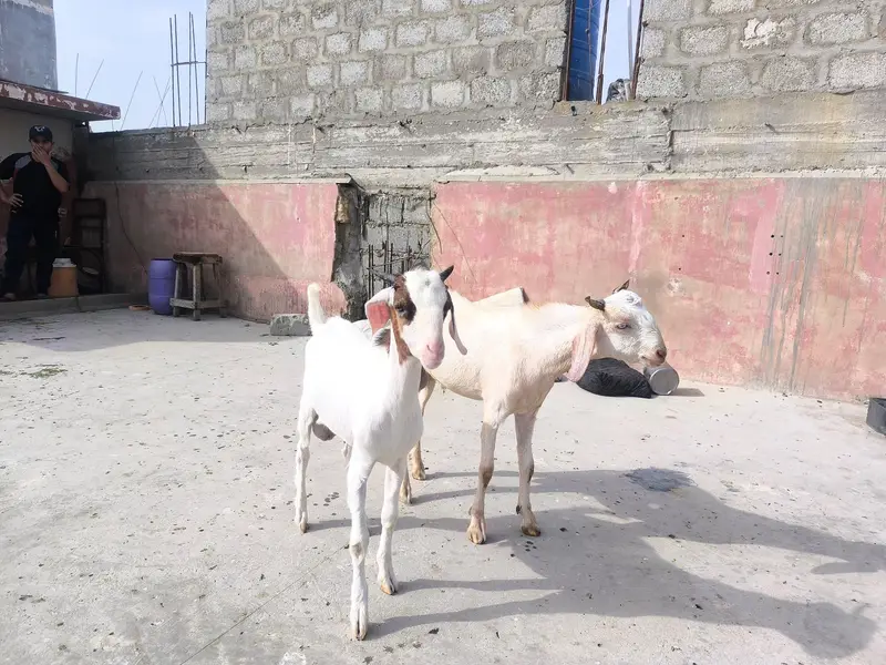 2 Tapre Bakre
