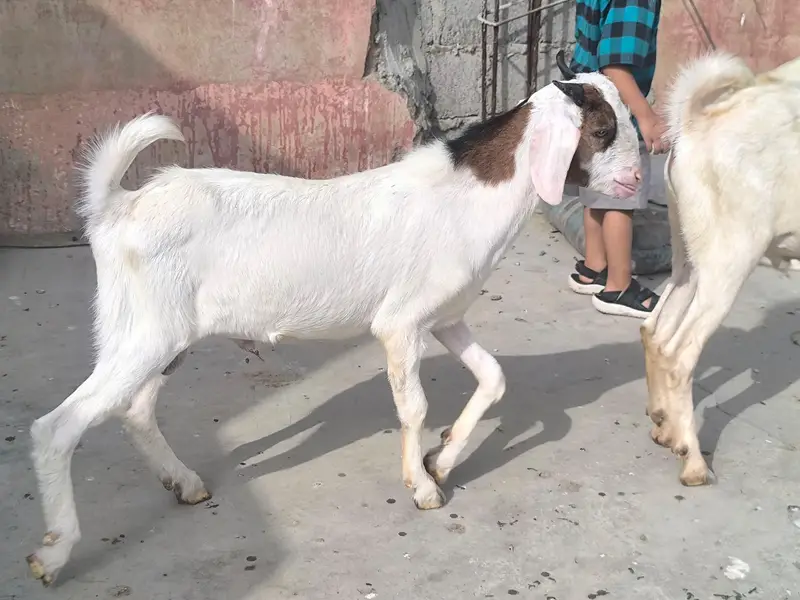 2 Tapre Bakre — photo 2