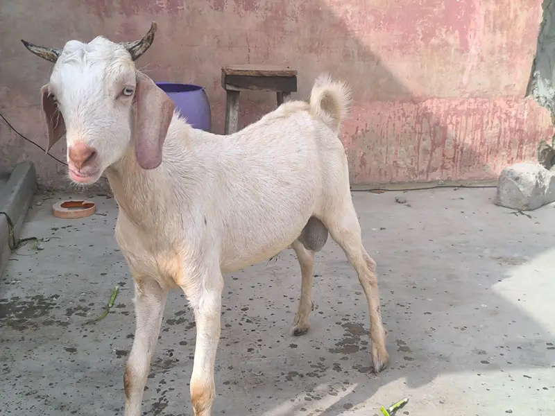 2 Tapre Bakre — photo 5