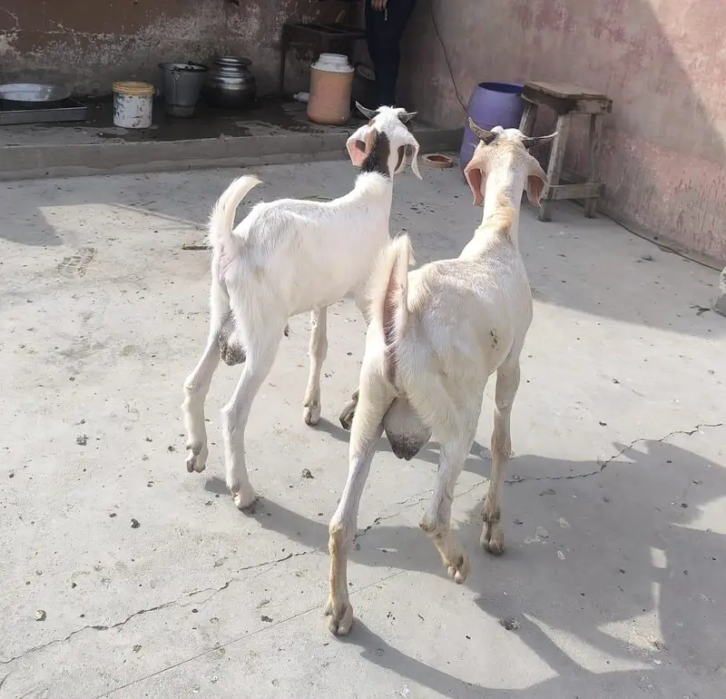 2 Tapre Bakre — photo 6