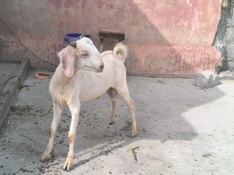 2 Tapre Bakre — photo 7