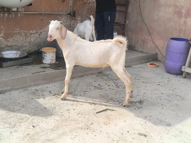2 Tapre Bakre — photo 10