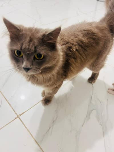 Persian male cat ash grey colour vaccinated