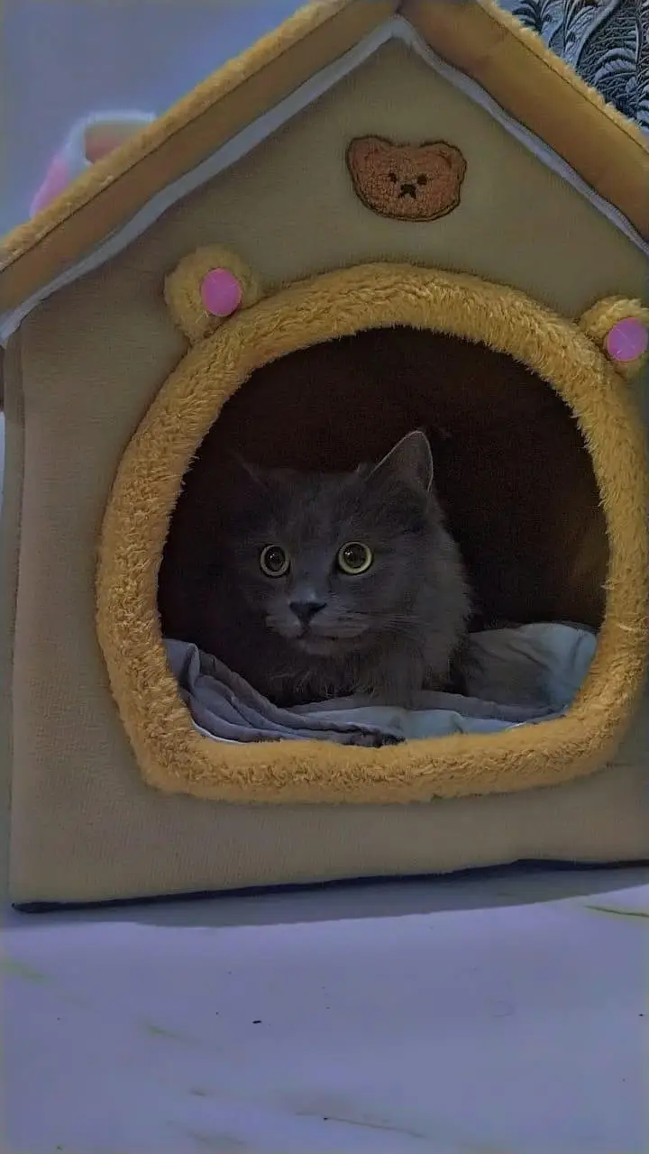 Persian male cat ash grey colour vaccinated — photo 2